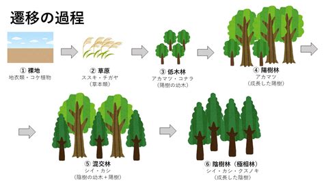 一次遷移|植生の遷移／裸地から森林ができるまで